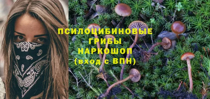 Галлюциногенные грибы Cubensis  Горячий Ключ 